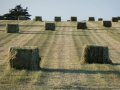 Hay and Haylage Isle of Wight
